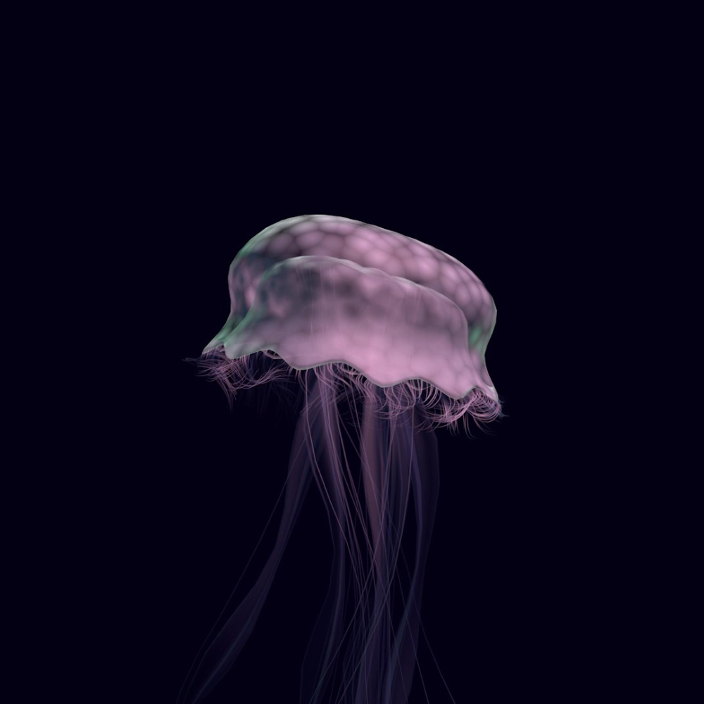 2018_SpaceJellyfish_Cover